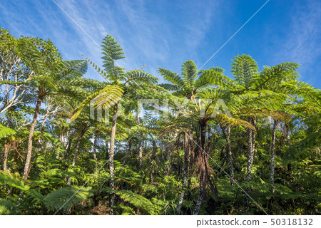 Hego forest and blue sky on Ishigaki Island 50318132