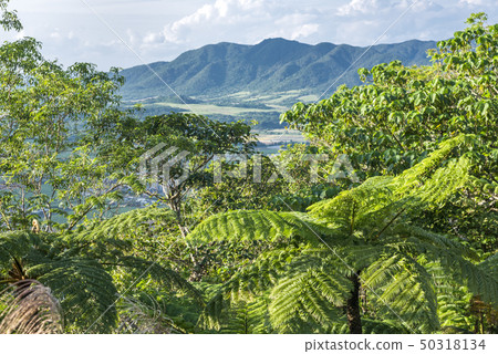 Hego of Ishigakijima forest on the mountain back 50318134