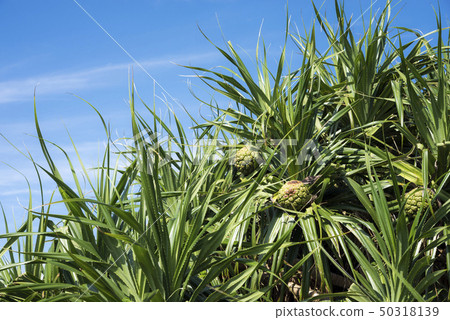 Adan tree and fruit of Ishigaki island 50318139