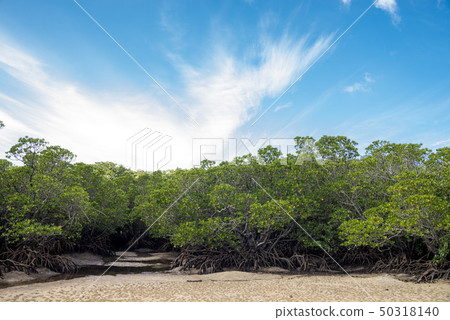 Mangrove of Yaeyama Hiruki on Ishigaki Island 50318140