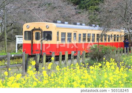 Kozaki鐵路Tsukizaki站（瀧崎Eki）在春天 50318245