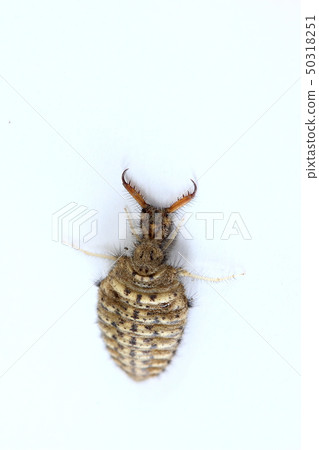 Caterpillar larva (Aligicoku) 50318251