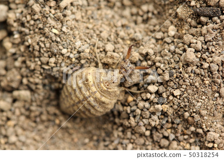 Caterpillar larva (Aligicoku) Caterpillar larva (Aligicoku) 50318254