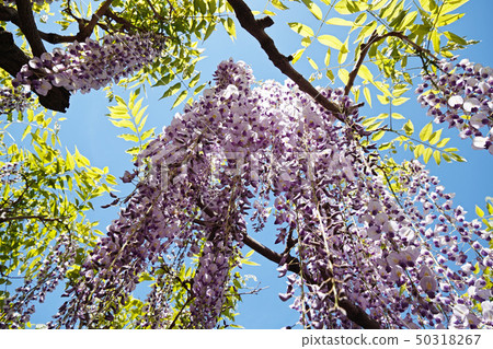 藍天和紫藤 50318267