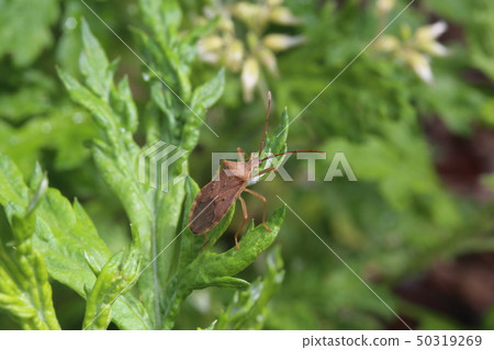White-tailed bug White-tailed bug 50319269
