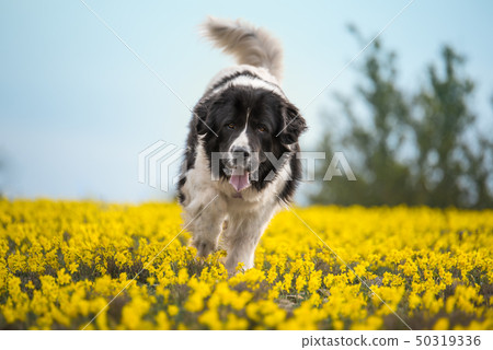 landseer dog pure breed playing fun lovely puppy 50319336