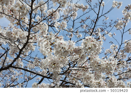 Cherry Blossoms Cherry Blossoms 50319420