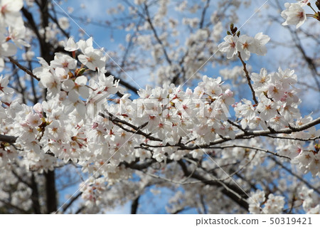 Cherry Blossoms Cherry Blossoms 50319421