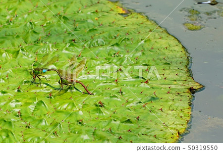 Dragonfly Dragonfly 50319550