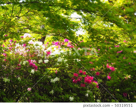 Garden with azalea and green maple Garden with azalea and green maple 50319551