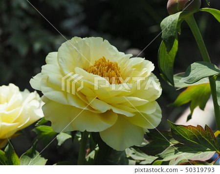 奶油色的牡丹花 奶油色的牡丹花 50319793