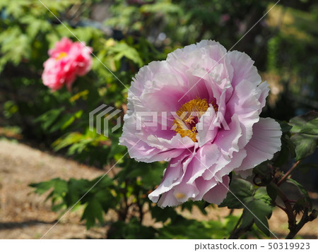 Peony flower 50319923