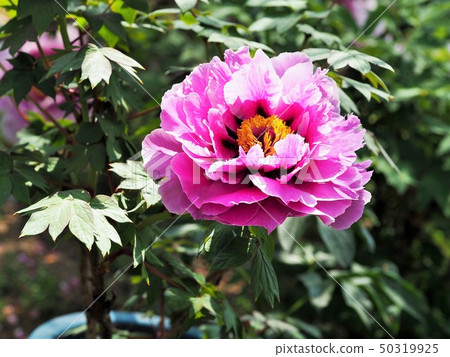 Peony flower 50319925