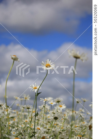Furano Farm Tomita Flower Field 50320069