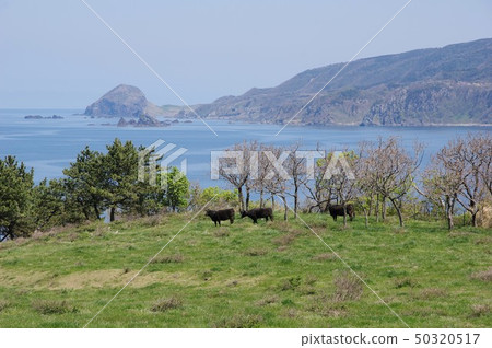 Seaside ranch 50320517