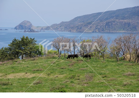 Seaside ranch 50320518