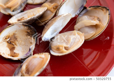 Clam 50320755