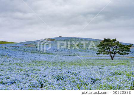 Hitachi Beach Resort Nemophila Hitachi Beach Resort Nemophila 50320888