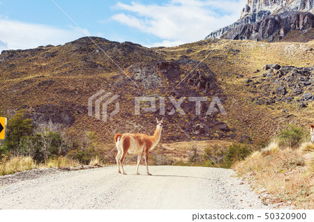 Guanaco 50320900