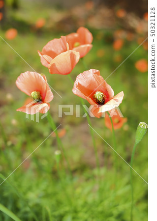 Nagami hinagishi 50321128