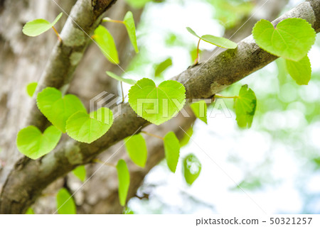 Fresh green · eco Fresh green · eco 50321257