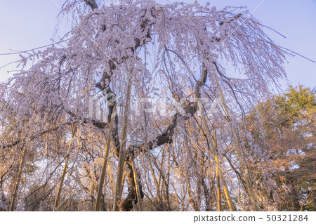 Ichikawa Manma Kobouji Temple Ichikawa Manma Kobouji Temple 50321284