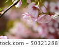 Cherry Blossoms	 50321288