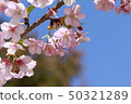 Cherry Blossoms	 50321289