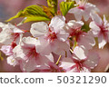 Cherry Blossoms	 50321290