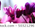Cyclamen "Serenadia" 50321296