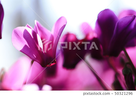 Cyclamen "Serenadia" Cyclamen "Serenadia" 50321296