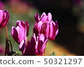 Cyclamen "Serenadia" 50321297