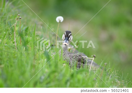 Dandelion and moth 50321401