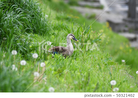 Dandelion and moth 50321402