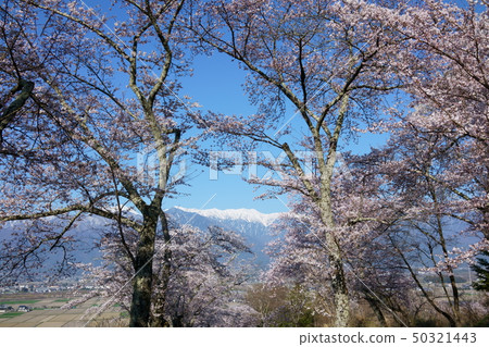 櫻花與青山一起排列:Kita-Azumi-gun的Great Tombake Ikedacho 櫻花與青山一起排列:Kita-Azumi-gun的Great Tombake Ikedacho 50321443