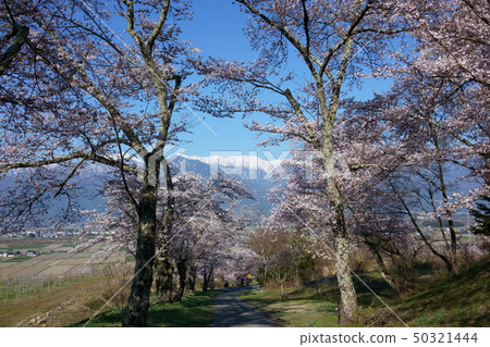 櫻花與青山一起排列：Kita-Azumi-gun的Great Tombake Ikedacho 50321444