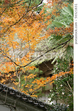 Tottori walk in the seasons Autumn Autumn leaves Toyokoneji Tottori walk in the seasons Autumn Autumn leaves Toyokoneji 50321631