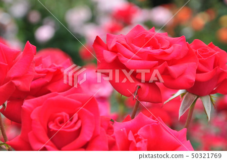 Timeless Timeless 50321769