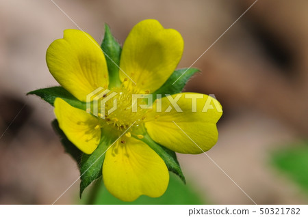 木島蟲郎 50321782