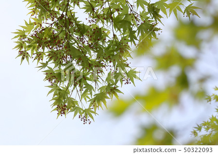 Maple Maple 50322093