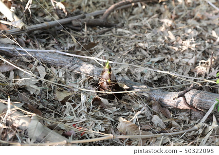 Bamboo shoots Bamboo shoots 50322098