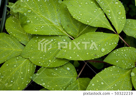 Mountain glaze, after the rain Paeonia Japonica after rain Mountain glaze, after the rain Paeonia Japonica after rain 50322219