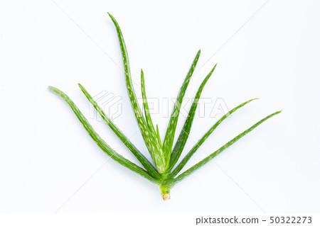 Aloe vera  on white 50322273