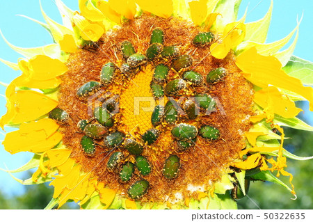 Koa habanumuri population and sunflower flowers 50322635