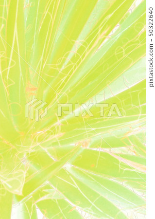 Plant Plant 50322640