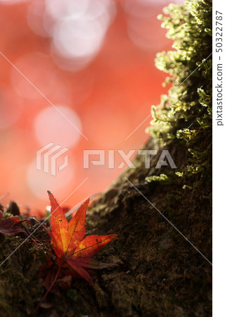 Tottori walk in the seasons Autumn Autumn leaves Toyokoneji Tottori walk in the seasons Autumn Autumn leaves Toyokoneji 50322787