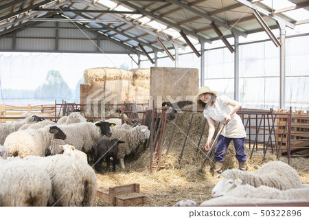 Sheep farm woman Sheep farm woman 50322896