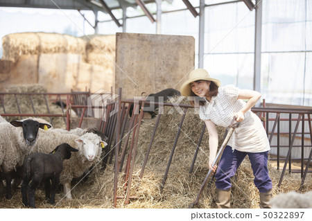 Sheep farm woman Sheep farm woman 50322897