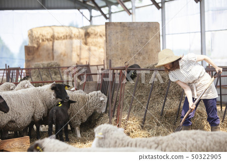 Sheep farm woman Sheep farm woman 50322905