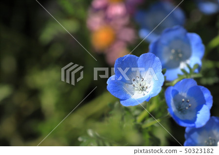 Nemophila Nemophila 50323182